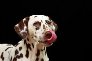 Dog Behaviour Problems - Your Dog Behaviour Questions Answered 27 pet licking