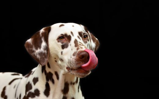Pet Licking Behaviour Problems including overgrooming 1 pet licking