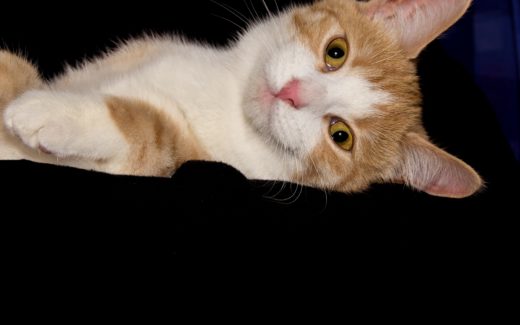 How and Why Your Cat Purrs and Meows 1 Why cats purr
