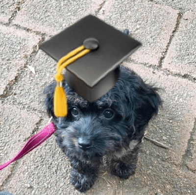 Future Pets: Millennials and Pets 2 Future Pets: Millennials and Pets