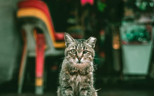 Cat Trap-Neuter-Return: Australia, is it time? 1 Cat Trap-Neuter-Return: Australia, is it time?