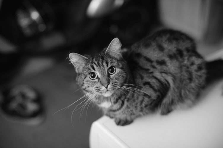 Noise Phobias in Pets 13 cat anxiety