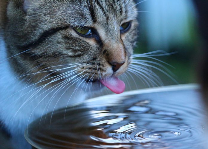 Pet Eating Behaviour Problems 1 pet eating problems