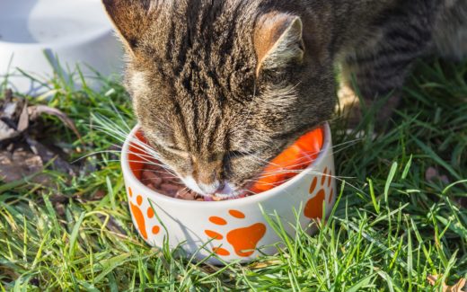 Pet Eating Behaviour Problems 1 pet eating