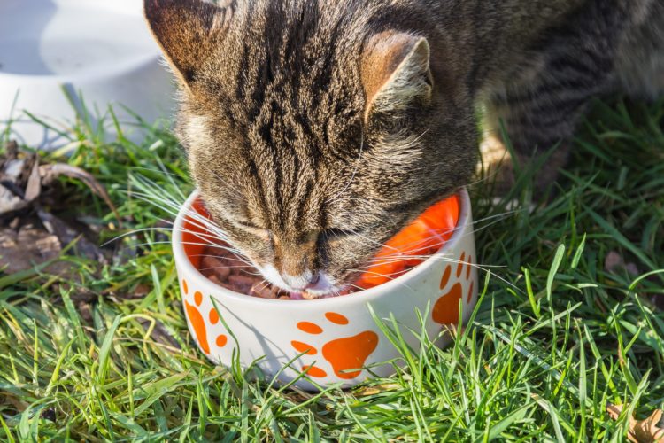Cat Eating Habits: 10 Things your Feline Friend wants you to know 1 pet eating