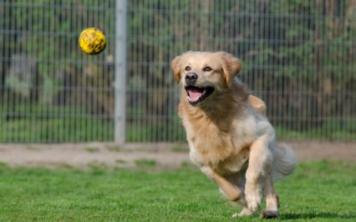 What motivates your dog? 5 what motivates your dog