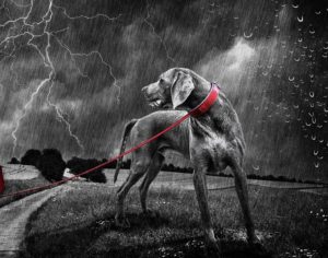 Dog Behaviour Problems - Your Dog Behaviour Questions Answered 23 Canine noise phobias and pain: Are they related? Article