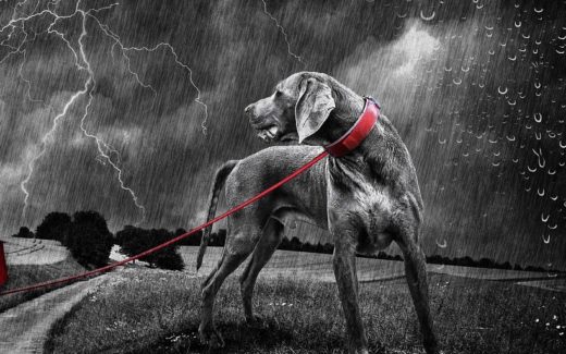 Noise Phobias in Pets 1 Canine noise phobias and pain: Are they related? Article