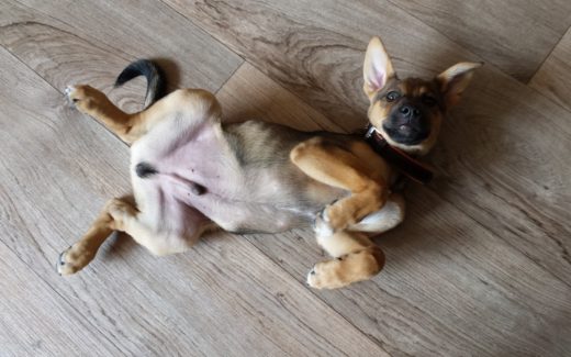 Roll Over Rover: Do dogs enjoy a belly rub? 1 Does your dog enjoy a belly rub?