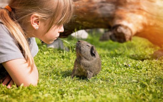 The best stage in life to get a pet 1 10 reasons why guinea pigs make great pets