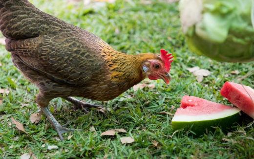Keeping chickens as pets 1 chickens as pets