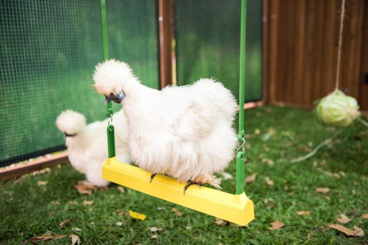 Keeping chickens as pets 38 Keeping chickens as pets