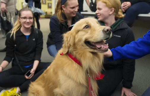 Therapy dogs help students at schools and universities 1 Therapy dogs help students