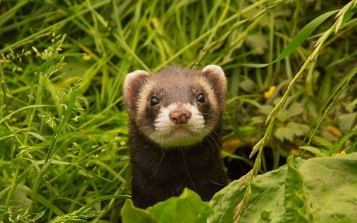 Top 10 Pets for kids: And the Benefits of Children Having Pets 1 12 Fascinating facts about ferrets