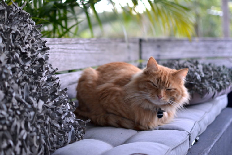 Lost pet! Tips for Finding missing pets 13 Lost Pet! Tips for Finding Missing Pets