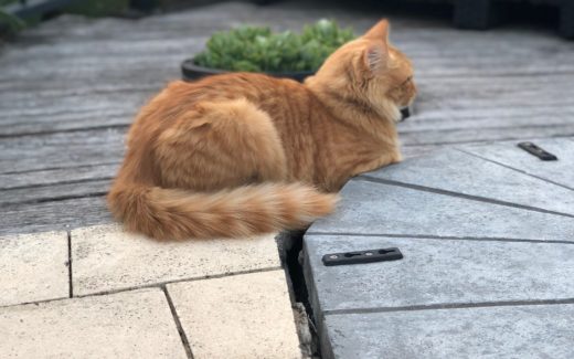 Lost pet! Tips for Finding missing pets 1 When does play become a fight?