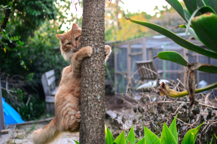 Cat likes to be energetic in his play