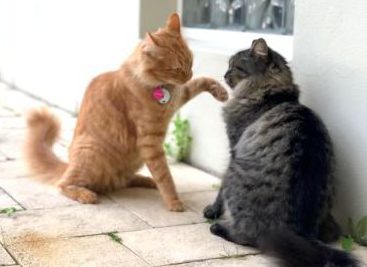 Catfight: When does Cat play become a fight? 1 Cat fight or play?