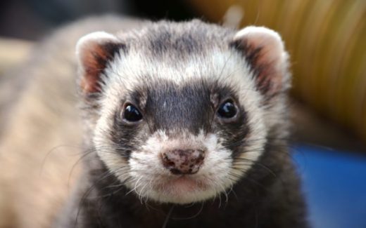 12 Fascinating facts about ferrets 1 Fascinating facts about ferrets