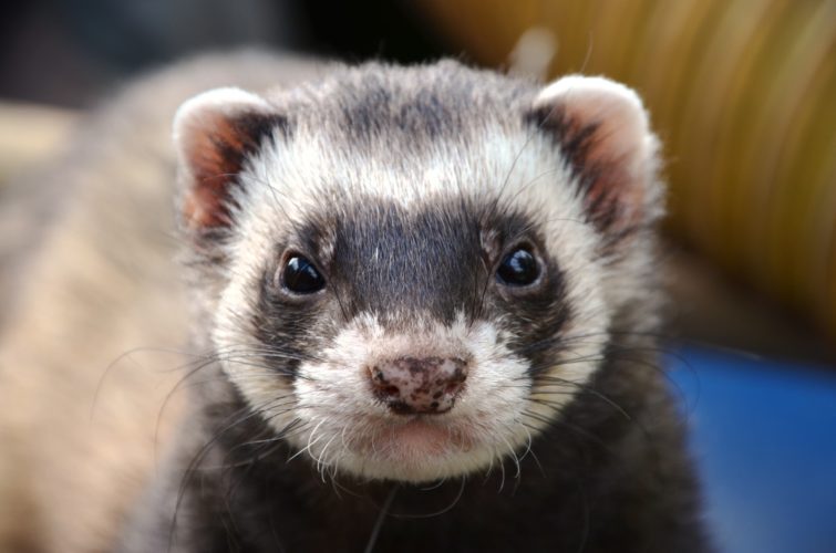 Top 10 Pets for kids: And the Benefits of Children Having Pets 4 Fascinating facts about ferrets