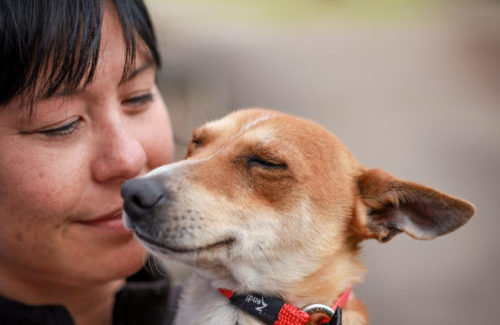 Companion Animal Rescue Awards 2018: A new awards program for Australian animal rescue 5 Pet Problems Solved supports the Companion Animal Rescue Awards