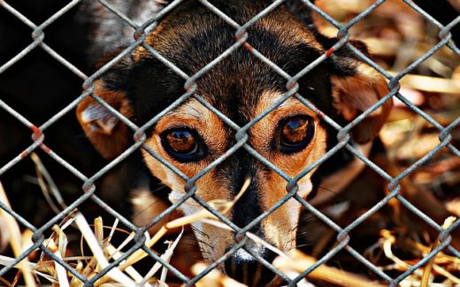 Shelter dog trends - past present and future: A review of USA shelter dogs 1 Shelter dog trends, past present and future, in the USA