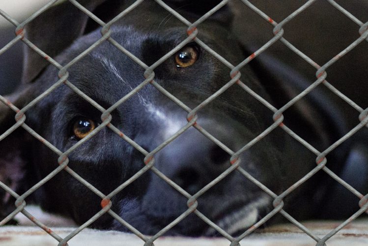 Stirring up thoughts on pet shops and puppy farms 1 Pet shops and puppy farms