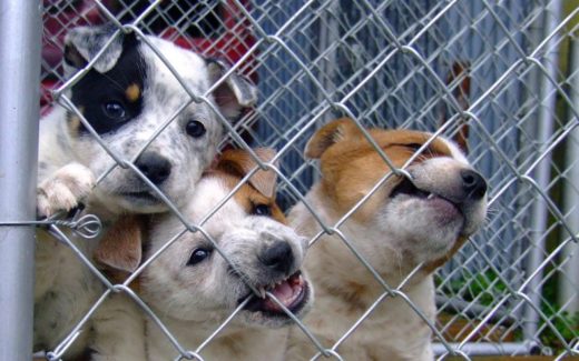 Predicting the behaviour of rescue dogs. New Research to Improve Adoptability 1 Predicting the behaviour of rescue dogs