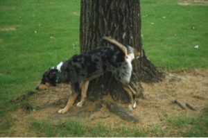 Dog Behaviour Problems - Your Dog Behaviour Questions Answered 29 dog toileting (house training)