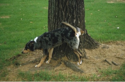 Dog Toileting Behaviour (House Training) Problems Solved 15 dog toileting behaviour (house training)