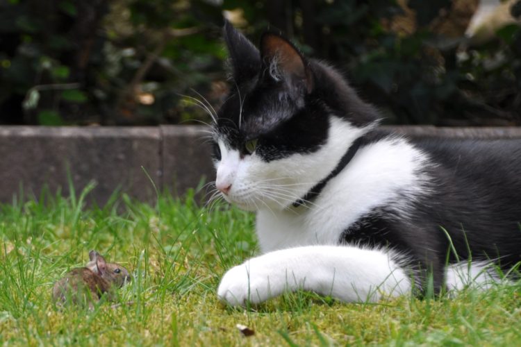 Cat Hunting Behaviour - And How To Stop It! 2 how to stop cat hunting behaviour