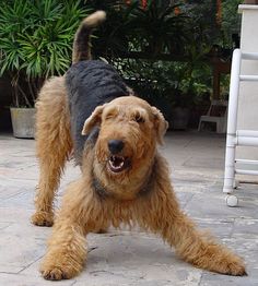 The importance of pet play: Why our cats and dogs need playtime 9 dog friends
