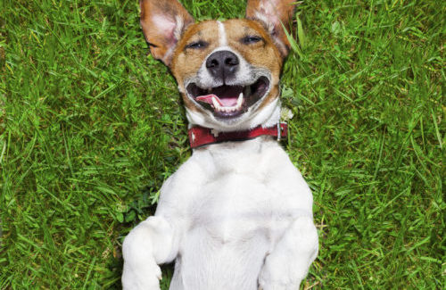 Is your dog happy? 10 common misconceptions about dog behaviour 3 Is your dog happy? Ten common misconceptions about dog behaviour
