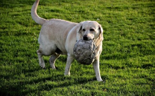 Overweight dogs have behaviour problems! (Alarming findings) 5 Obese dogs could have similar personality traits to overweight humans