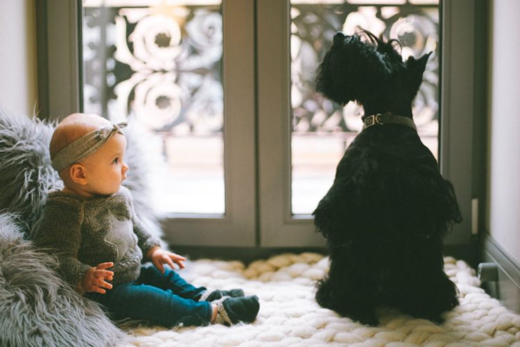 Bringing home baby: Helping your pets cope with your new human 22 Bringing home baby: Helping your pets cope