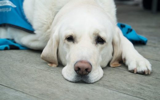 How To choose your pet's name & Nicknames for pets 1 dog pain symptoms