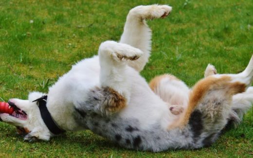 The Lazy Guide to Dog Training 1 The Lazy Guide to Dog Training at Pet Problems Solved