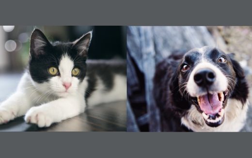 Why being a pet owner is so difficult? 1 pet owner is so difficult
