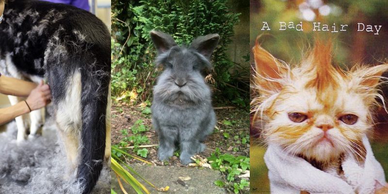 Why being a pet owner is so difficult? 4 Being a pet owner is so difficult