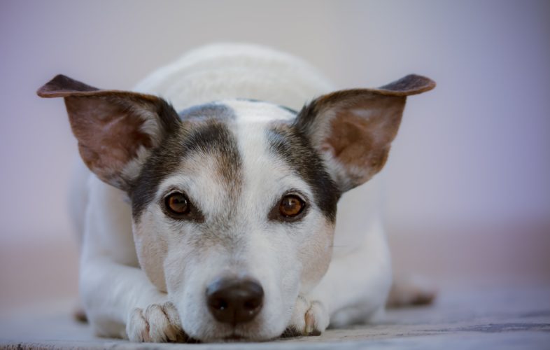 Purchasing Pet Insurance: A nose for great cover - What to look out for when purchasing pet insurance 1 A pet insurance expert’s tips for getting the most out of your policy