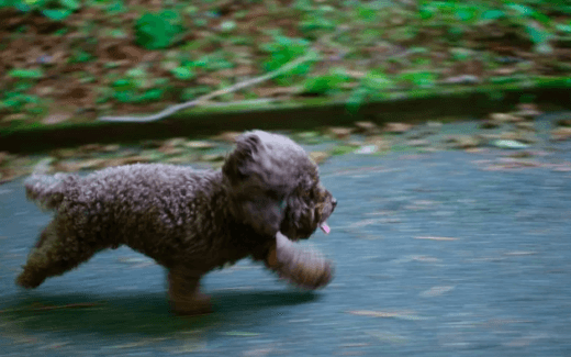 Are you walking your dog enough? 1 Are you walking your dog enough?