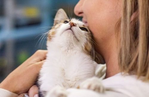 Pet Rescue Dilemma: What to do when your pet adoption is not working out as expected 1 Companion Animal Rescue Awards 2018