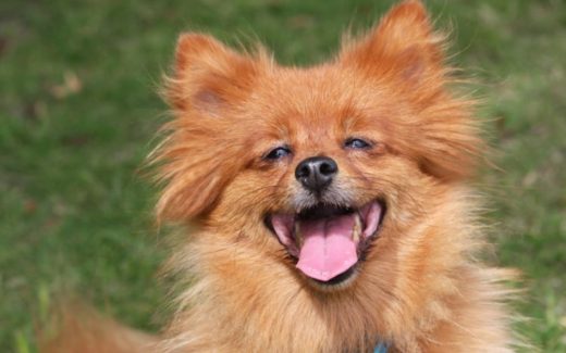Small dog syndrome: Does it really exist? 1 Top 10 Small Dogs that Make Good Apartment Dogs