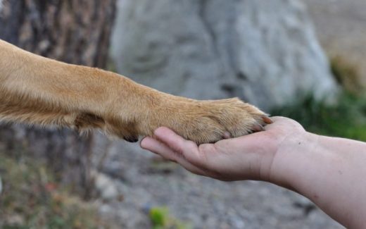 7 Steps to a Perfect Pet (and being a perfect pet owner) 1 Dog nails