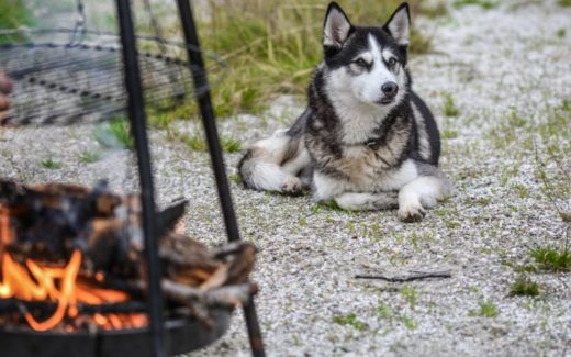 Include Your Pets in Your Bush Fire Safety Plan 1 Keeping Outside Dogs Warm in Winter