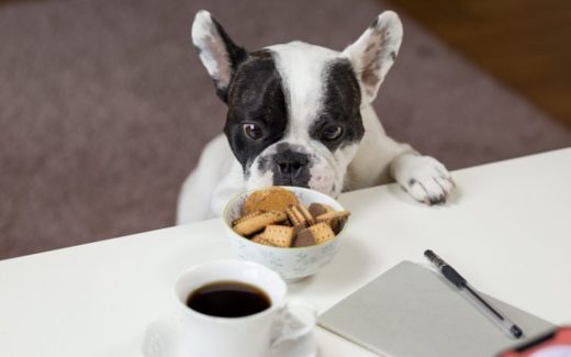 10 Ways That Pets Embarrass Us 22 The ways pets embarrass us