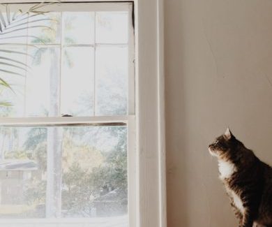Transitioning your cat from being an outdoor to indoor cat 1 Outdoor cat becoming indoors