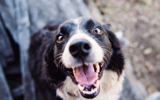 Dog Barking Problems Solved 1 The Lazy Guide to Dog Training