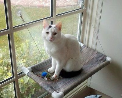 Transitioning your cat from being an outdoor to indoor cat 19 Cat with a view from a window: Transitioning your cat from being an outdoor to indoor cat