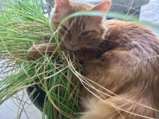Transitioning your cat from being an outdoor to indoor cat 18 Cat in plant: Transitioning your cat from being an outdoor to indoor cat